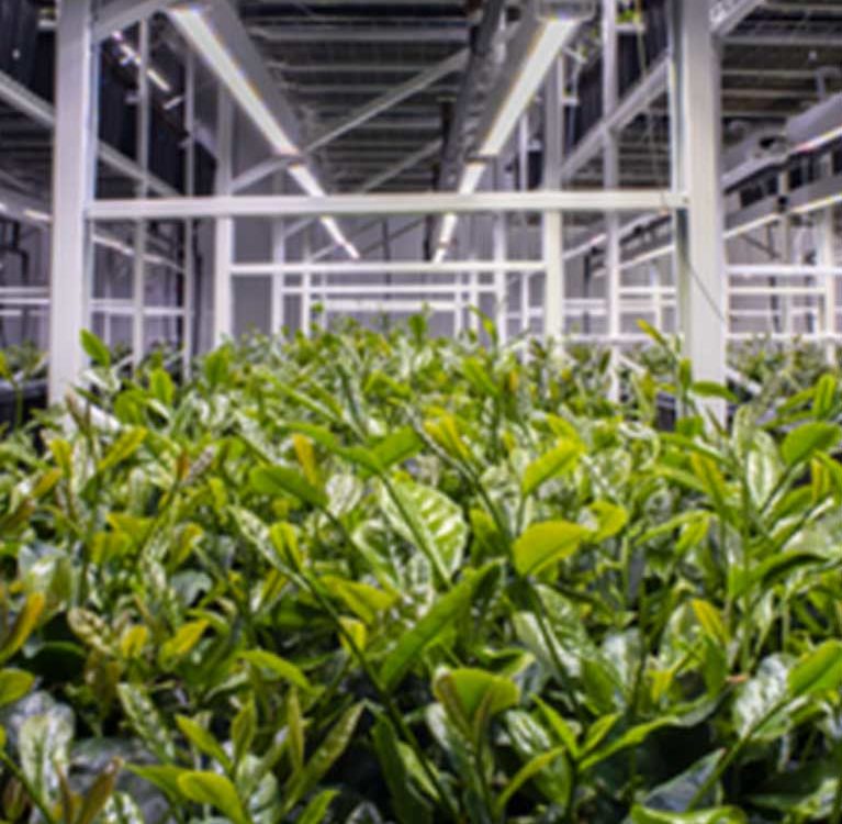 Китай изучает возможности выращивания чая на вертикальных фермах
