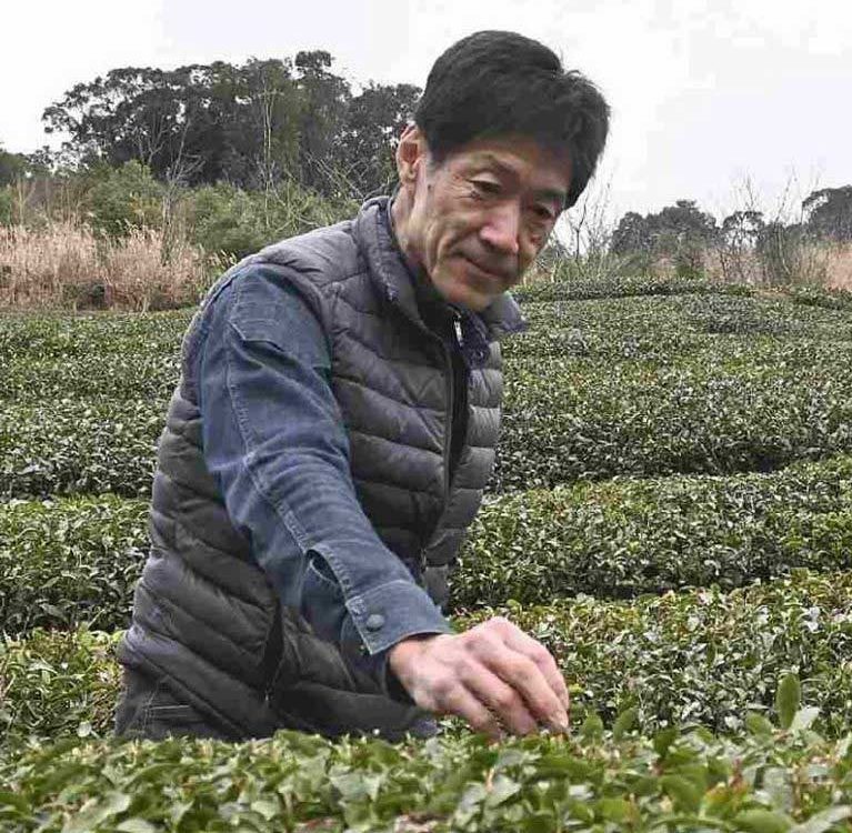 Растет популярность японского черного чая
