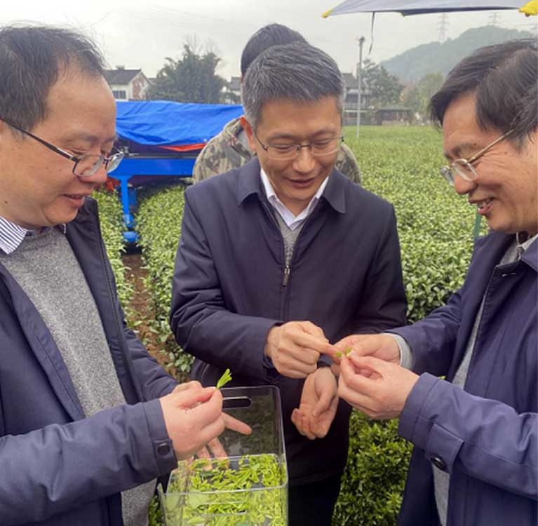 В Китае на чайную плантацию запустили робота-сборщика