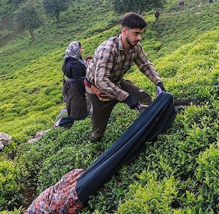 Фестиваль чая дебютирует в иранском Тонекабоне