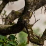 Немного о защите древних чайных деревьев