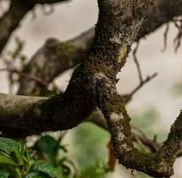 Немного о защите древних чайных деревьев