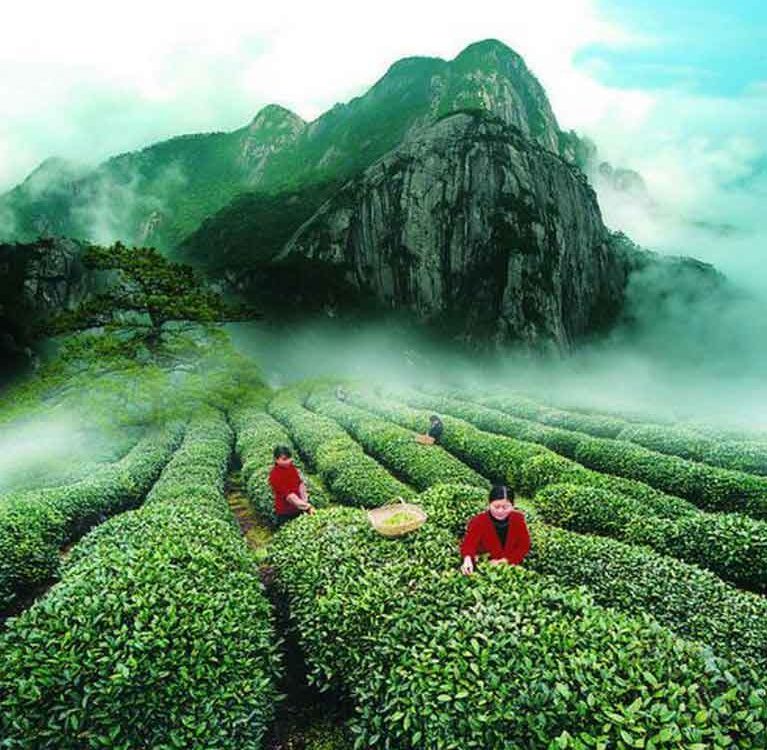 В Китае производство чая страдает от высоких температур
