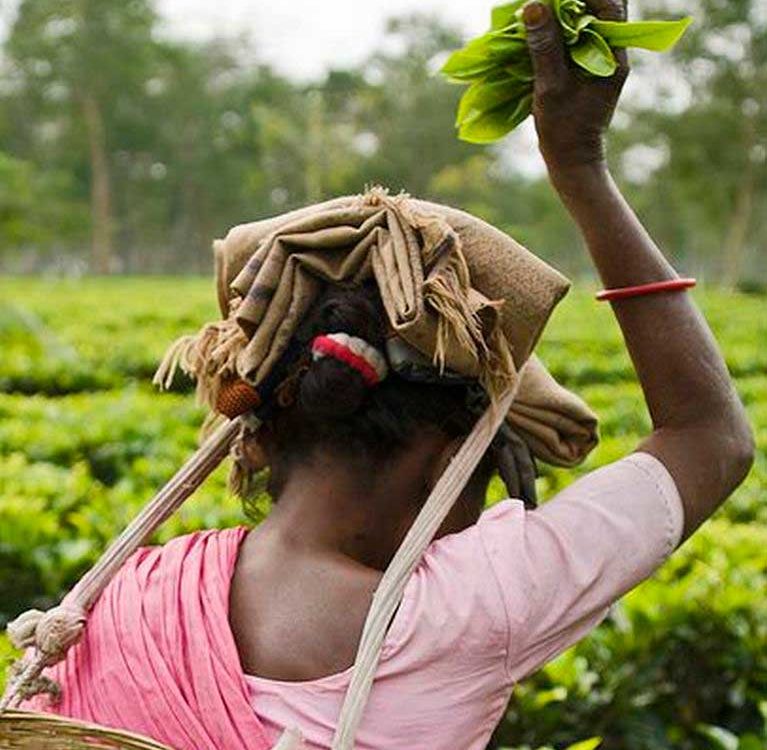 Рынок стран Бенгальского залива дает простор для соглашений о свободной торговле чаем