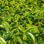 На Филиппинах активизируется продвижение выращивания чая