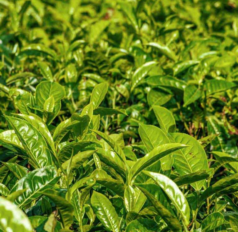 На Филиппинах активизируется продвижение выращивания чая