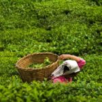 Производство чая в Индии выросло