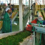 Фабрики Кенийского агентства по развитию чая диверсифицируются в направлении ортодоксального чая