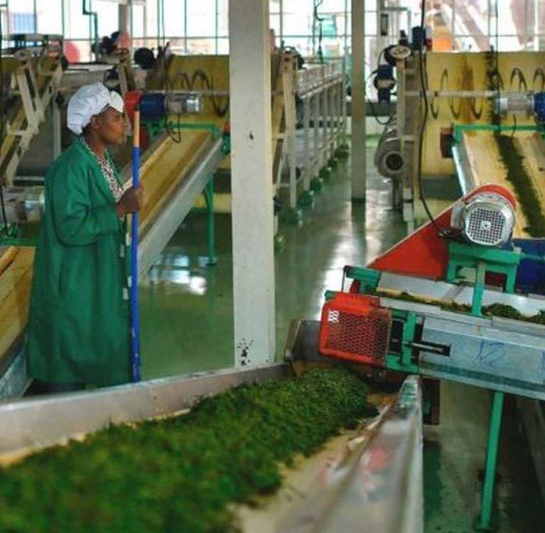 Фабрики Кенийского агентства по развитию чая диверсифицируются в направлении ортодоксального чая