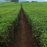 Правительство Уганды разработало стратегии по оживлению чайной отрасли