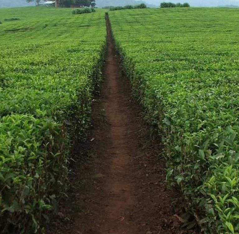 Правительство Уганды разработало стратегии по оживлению чайной отрасли