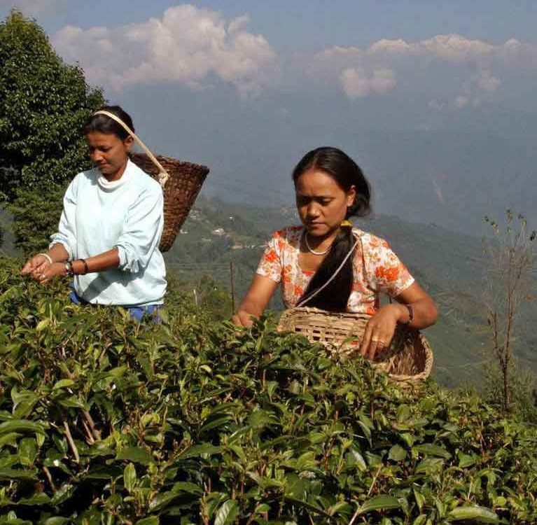 Сможет ли зеленый чай возродить слабеющую чайную промышленность Дарджилинга