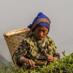 Производство чая Дарджилинг достигло самого низкого уровня за 169-лет